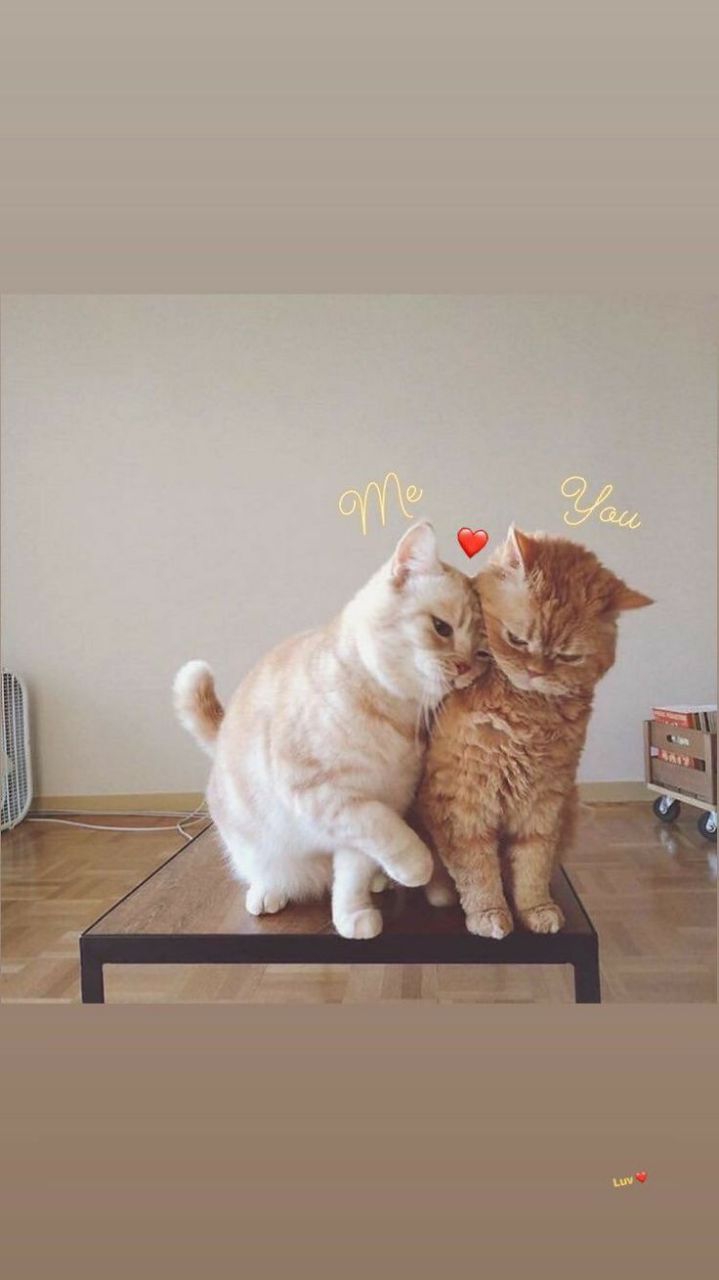 cat love