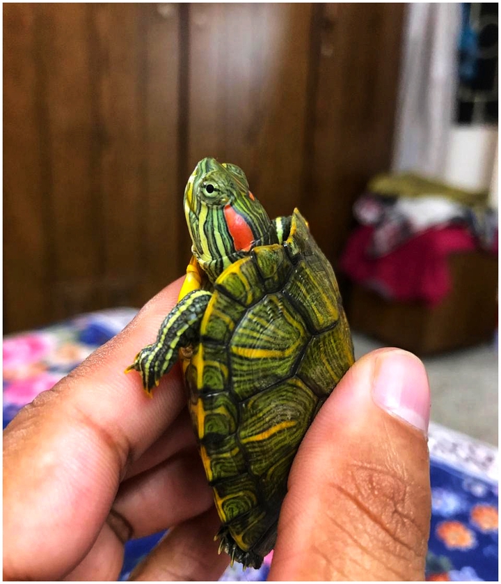 turtle