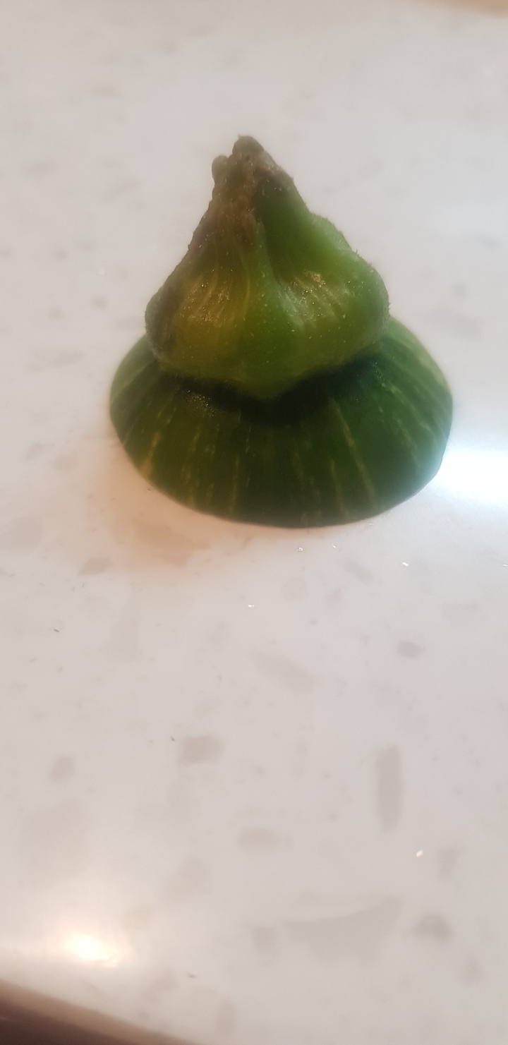 애호는꼭지