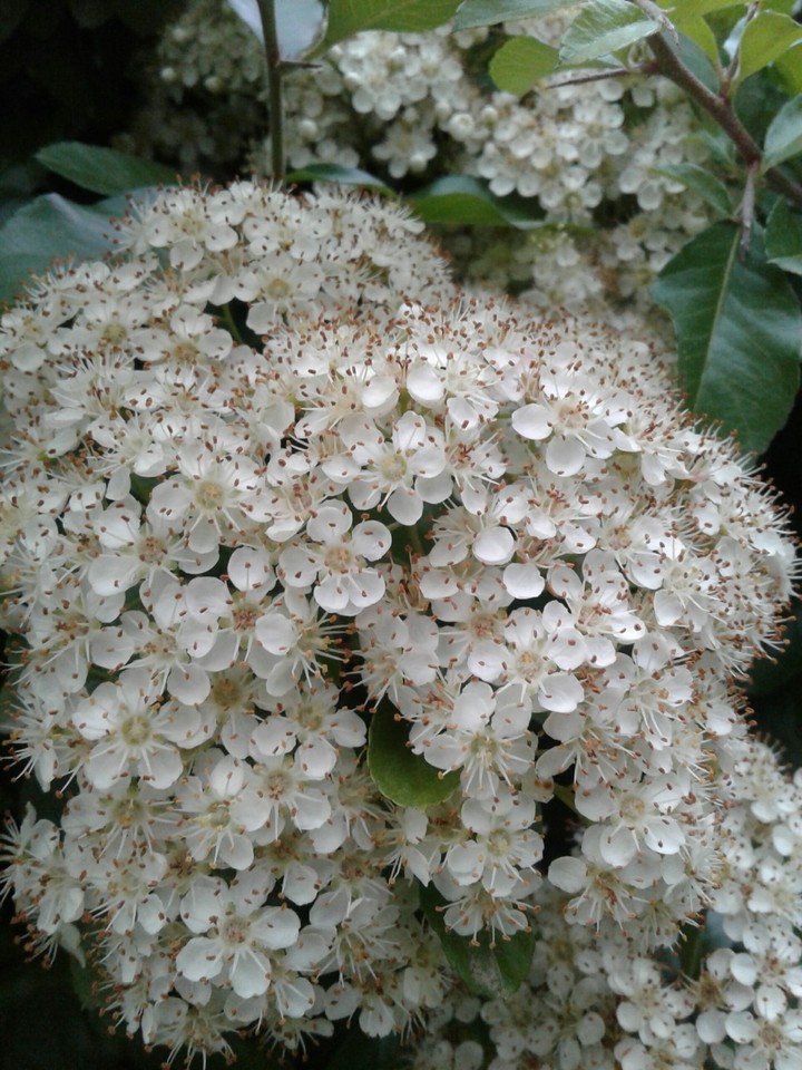 White flowers