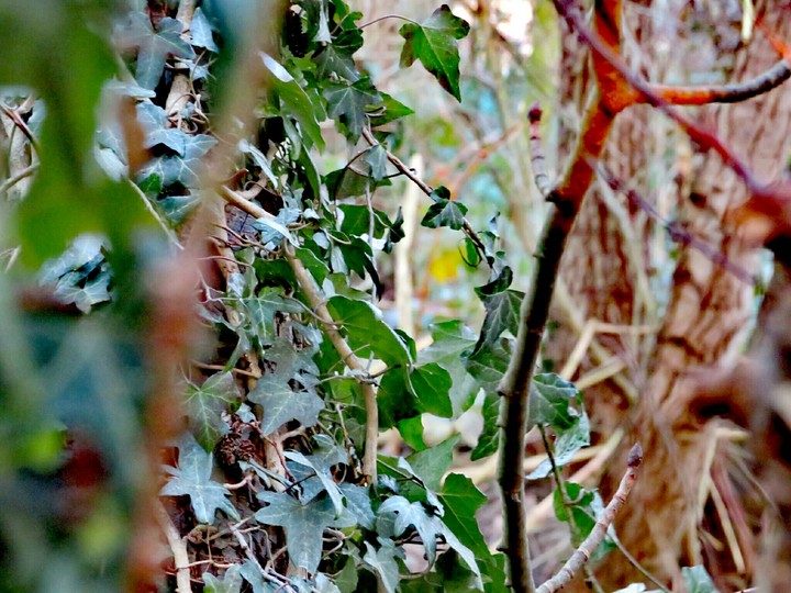 Ivy