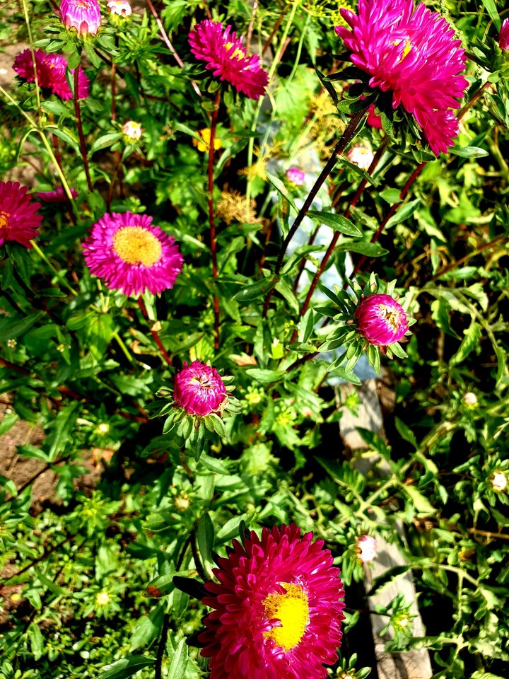 Pink flowers