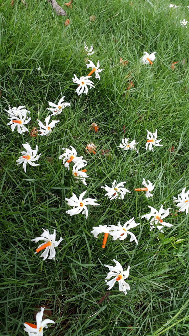 nature beauty
