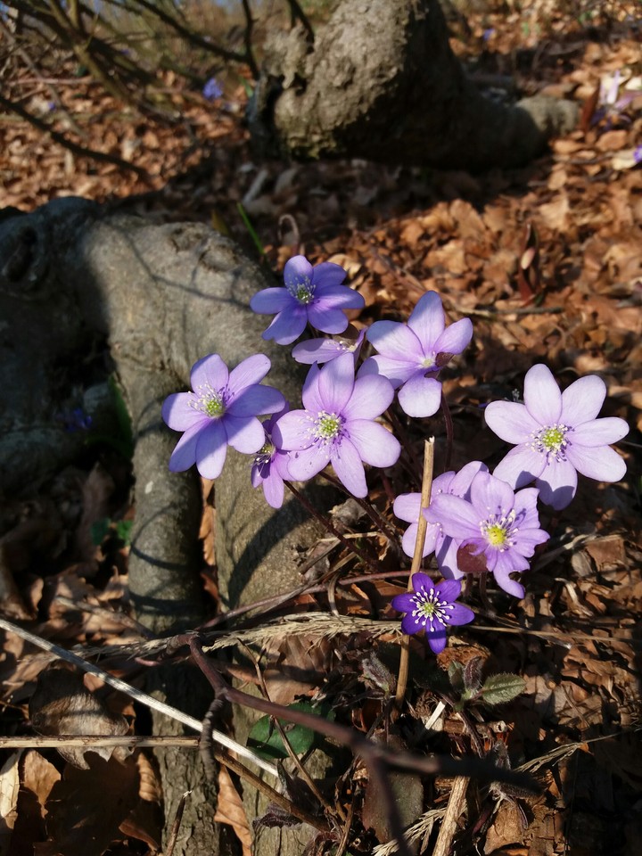 Little flowers