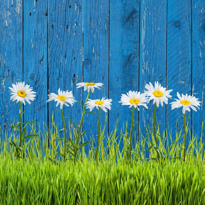 marguerite