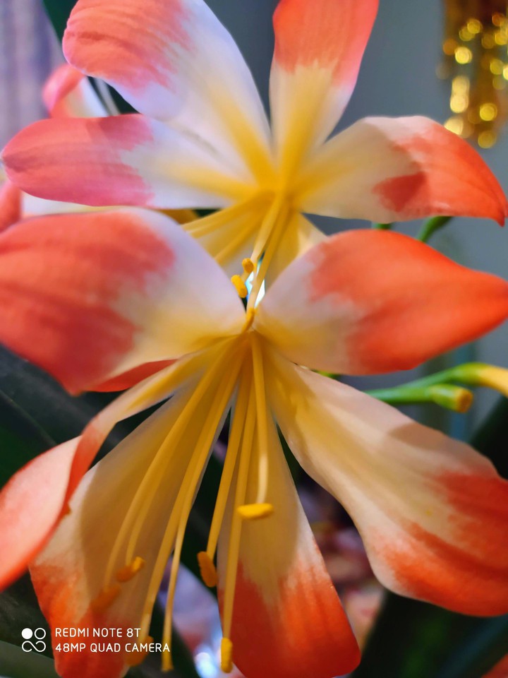 Flower1