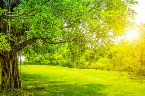 sfondi green, branch