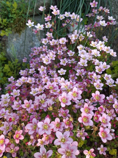 тапети plant, petal