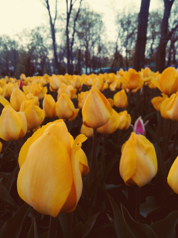 Tulips