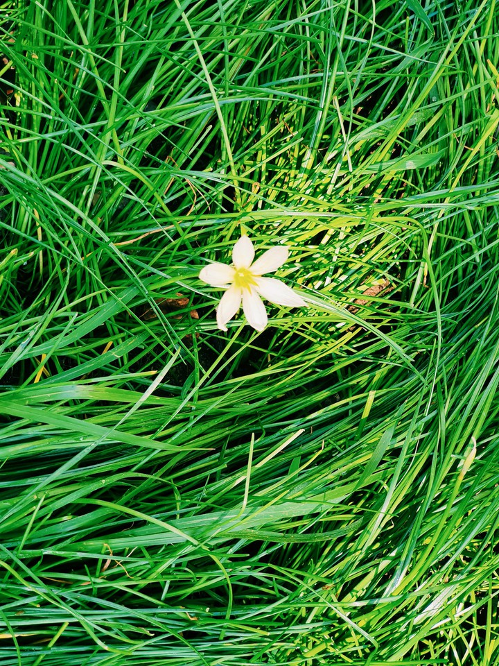 A flower in the grass