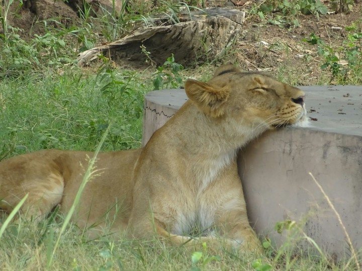 Sleeping Beauty