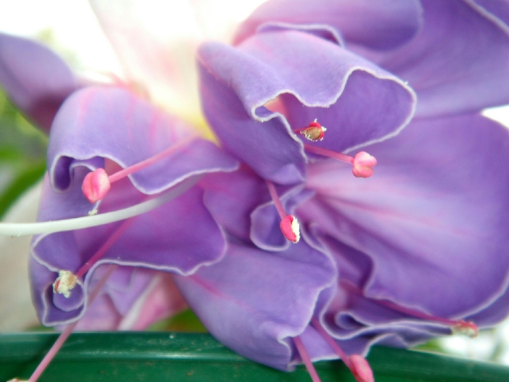 Awaiting bees