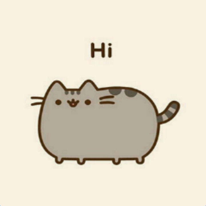 котик