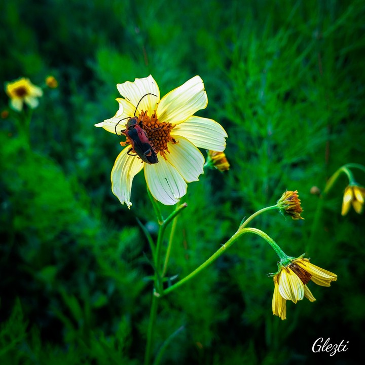 Flor