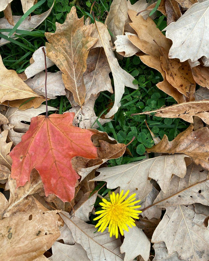 autumn