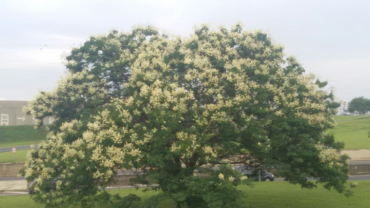 A beautiful white flower tree!!!