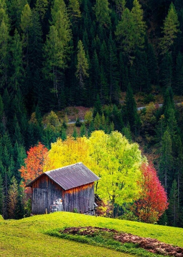 Лес