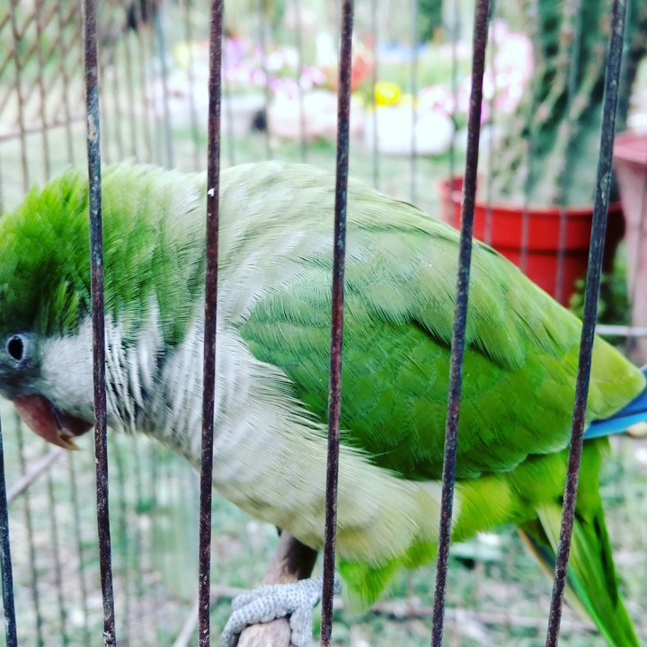 Poli