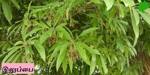 இலுப்பை மரம்