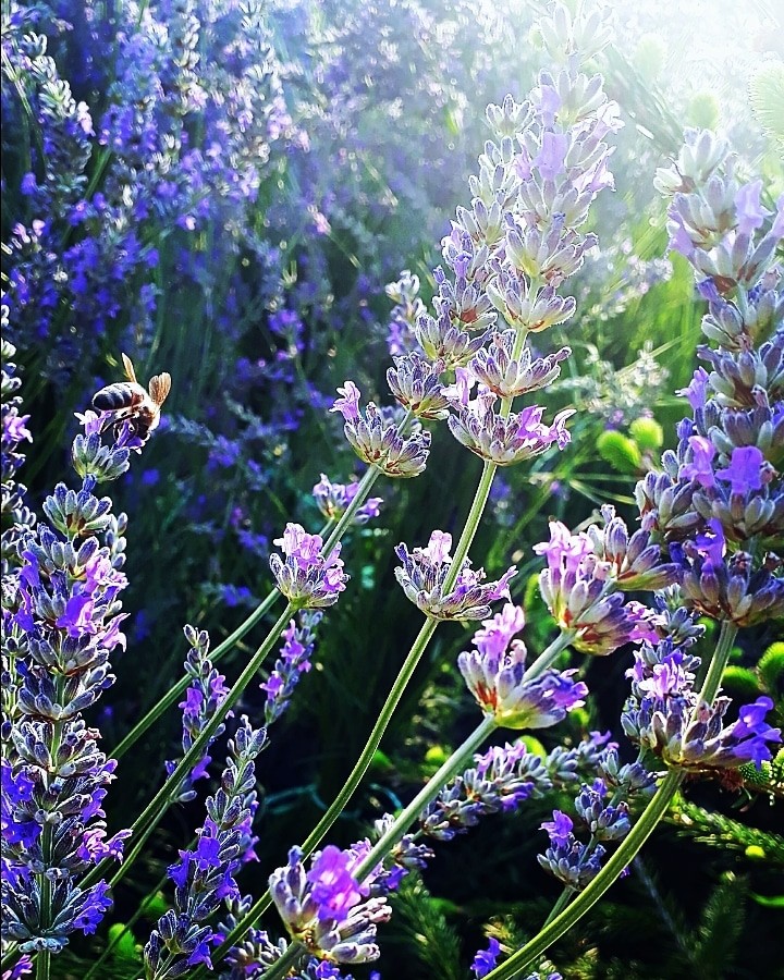 lavanda