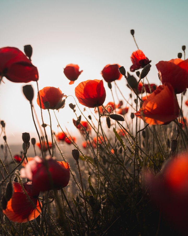 Poppies❤