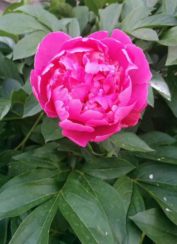 peony