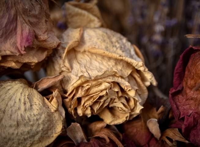 • D •