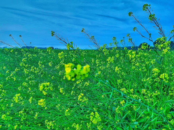 Mustard Plot