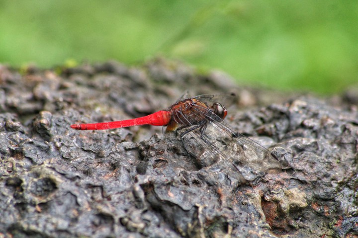 red tail dragonfly