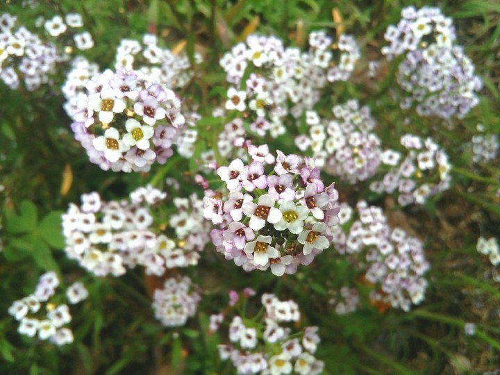 White and magenta flowers