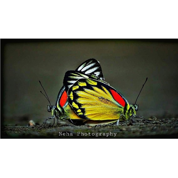 Twin Butterflies!