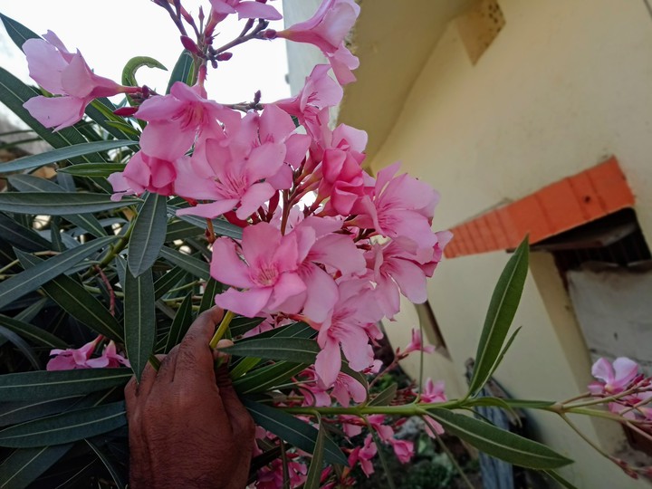 Flowers..