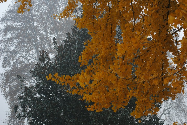 Three shades of winter kashmir