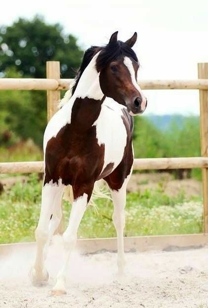 All The Pretty Horses 12