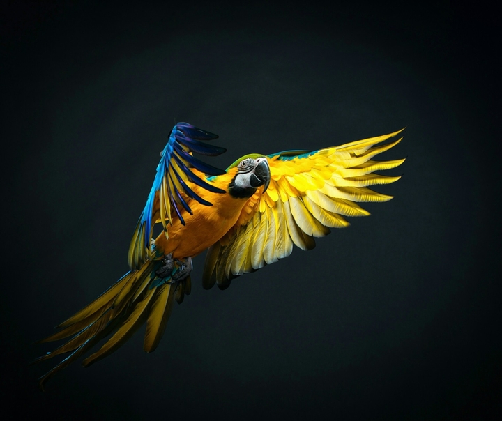 libertaaaaaá!!!!!!!! volo via