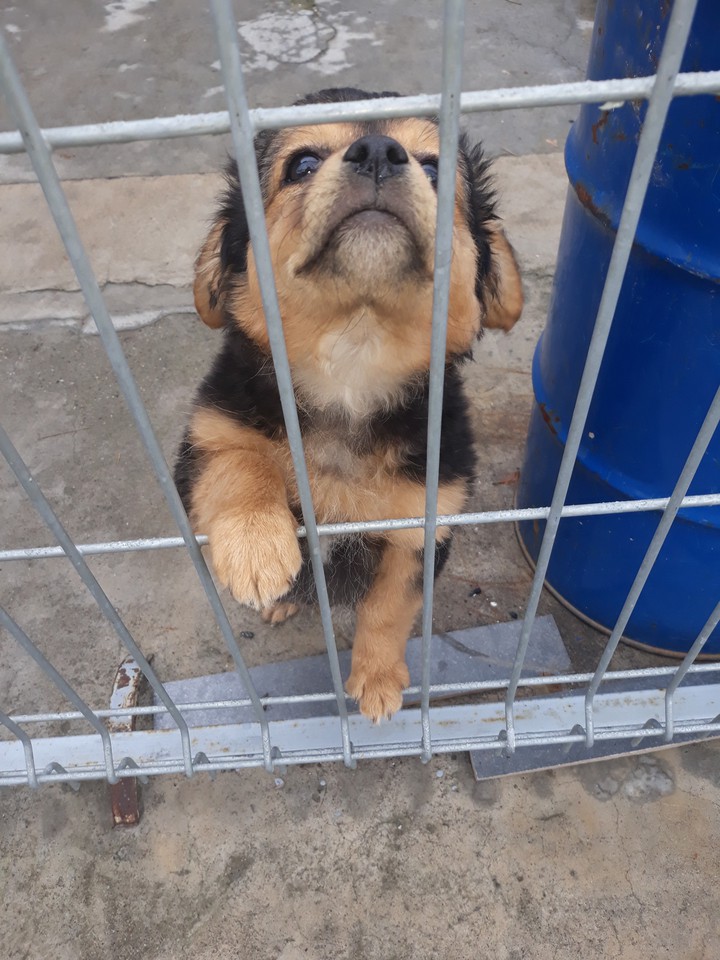 Puppy