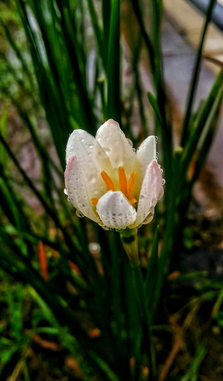 the white beauty
