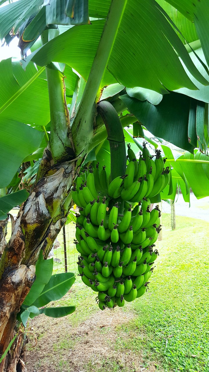 Banana Tree