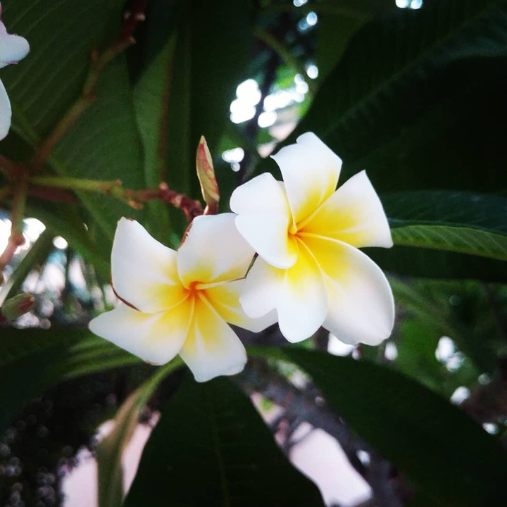 white flowers