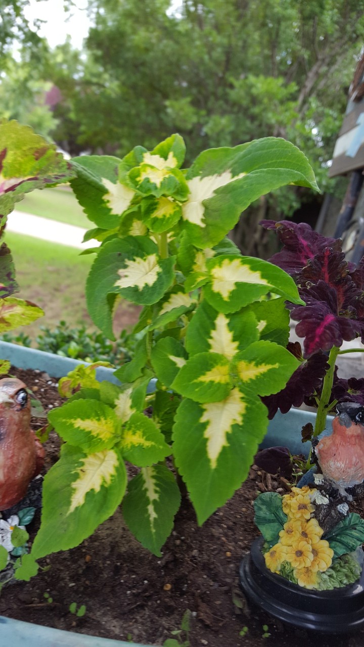 Coleus