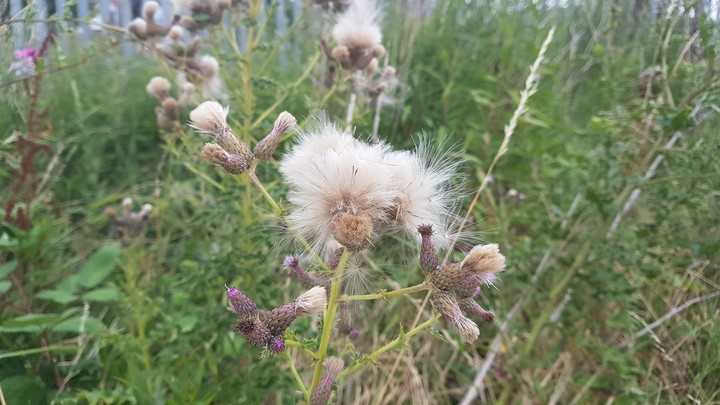 DANDELION