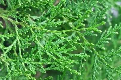 amit nature