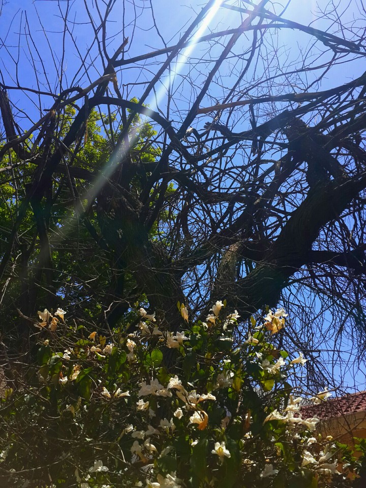 tree