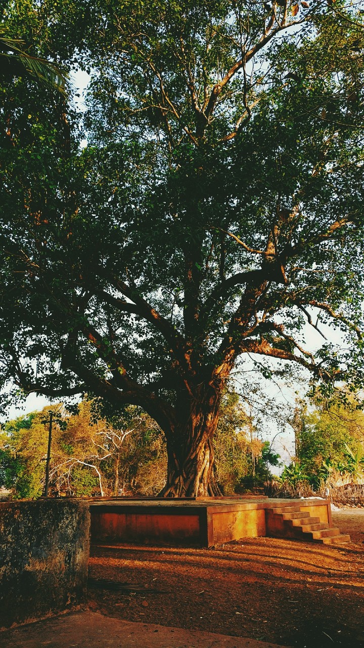 #nature