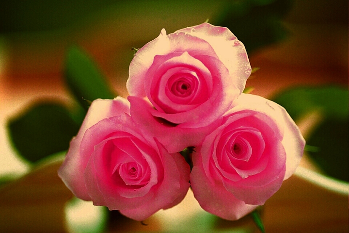 pink roses