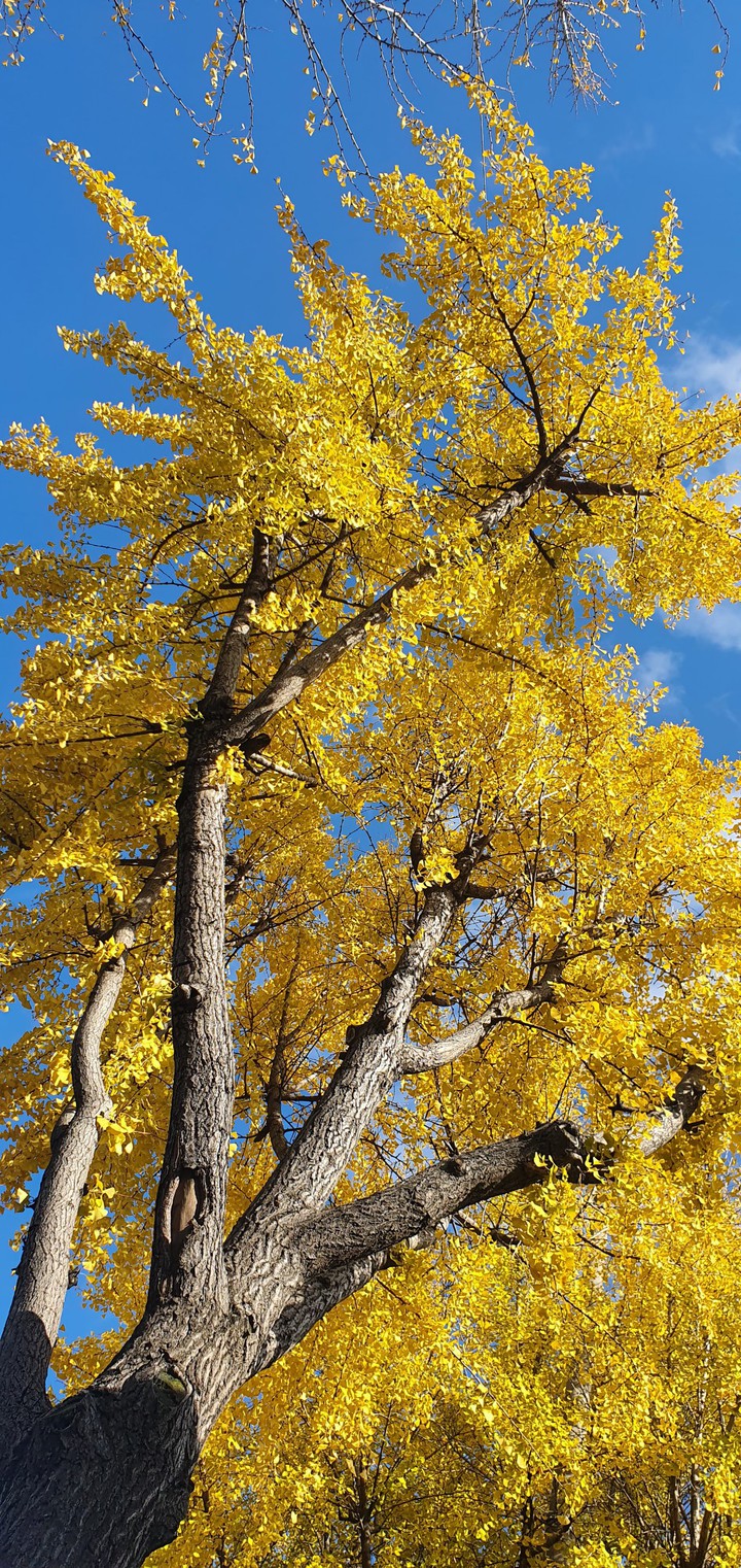 ginkgo 은행나무