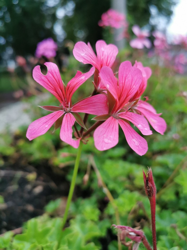 flower, nature, garden
