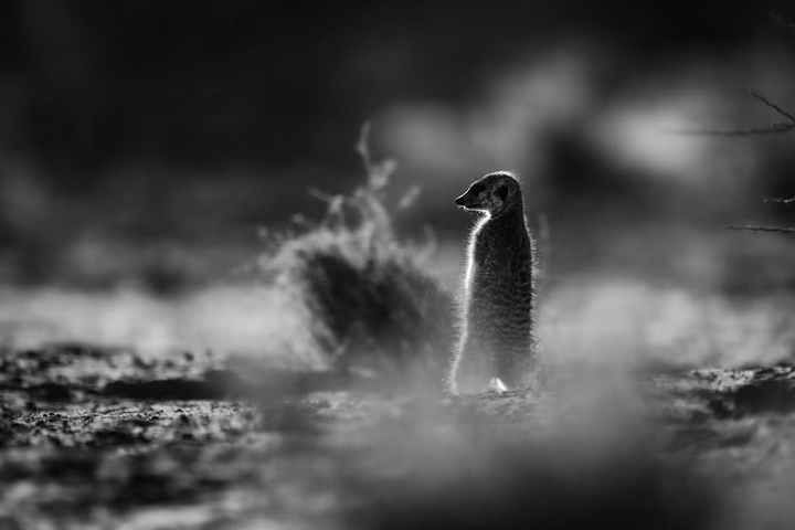 fondos de pantalla nature, wildlife
