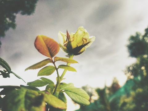 flower
