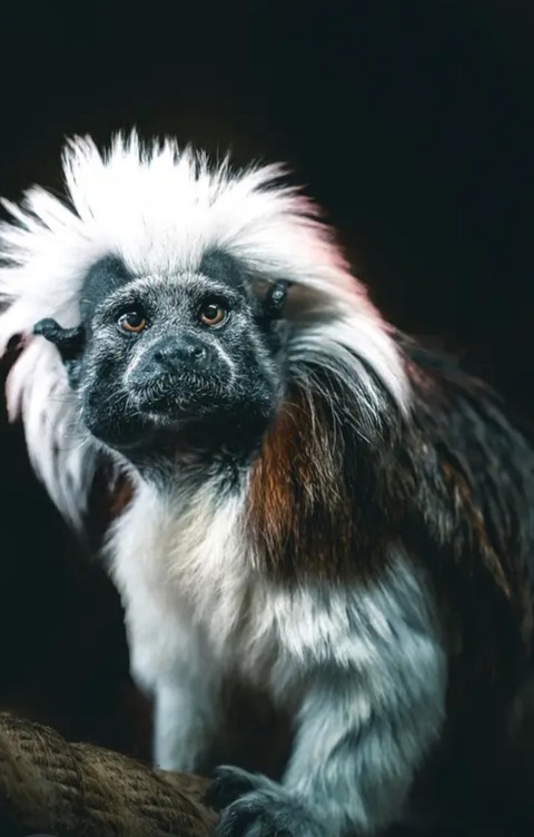 Close-up, canidae Hintergrundbilder